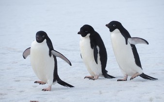 Penguins use group cues to find foraging grounds: Japan team