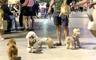 Vietnam to fine dog owners up to $76 for failing to muzzle pets in public