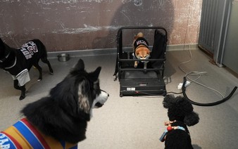 China's pet owners splurge on preschools to pamper puppies