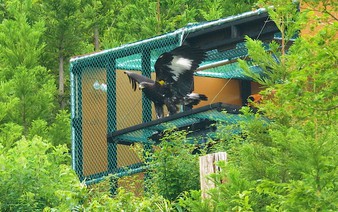 Zoo-born golden eagle released into wild for 1st time in Japan