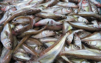 Calls grow in Akita to ban sandfish fishing amid warming seas