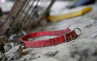 Where are they? Dogs disappear before South Korea meat ban