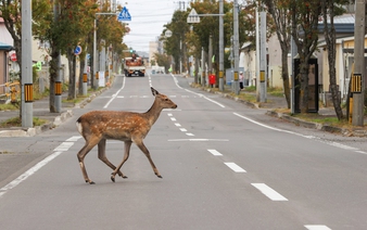 Japan to boost efforts to prevent roadkill