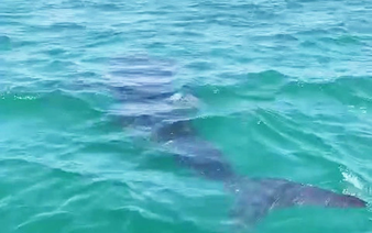 Large fish believed to be whale shark spotted near shore in Da Nang