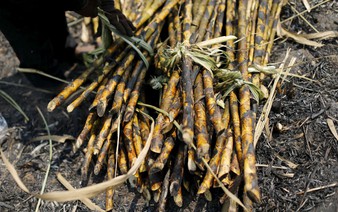 Hot weather hurts Asian crops as powerful El Nino takes shape