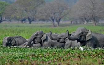 Indian stars push to end elephants in Bollywood