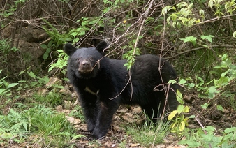 Bears emerge as serious safety threat: Japan white paper