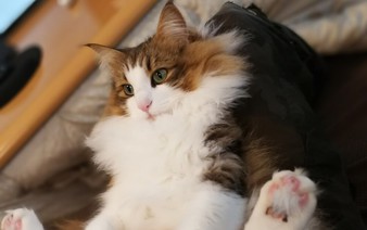 Cat renal disease drug nearing practical use in Japan