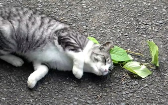 Japan team finds cats prefer silver vine over catnip