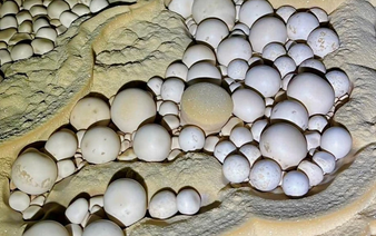Newly discovered cave in Vietnam's Phong Nha–Ke Bang reveals thousands of rare cave pearls