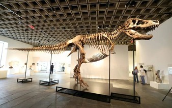 'Gus' the T. rex fetches record $50.1 mn at US auction
