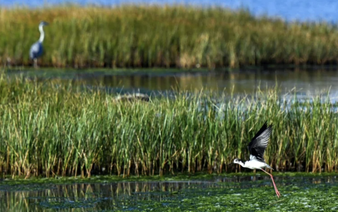 'We don't have time': Montenegro's bird haven fading