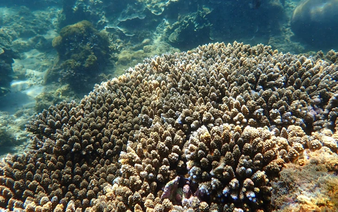 10kg of coral broken by tourists in south-central Vietnam beyond recovery: expert