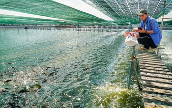 USDA to fund $15.6mn project to develop Vietnam's tilapia value chain