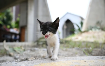 Venezuelans search for animal companions lost in the quakes