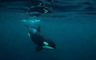 Killer whales: orcas blow fish to bits 'for fun', study finds