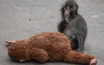 Baby monkey Punch to celebrate first birthday