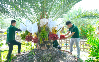 Free date palm garden draws visitors to Vietnam’s Dong Thap