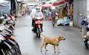 Hanoi moves to phase out dog meat trading for rabies prevention, sustainable livelihoods