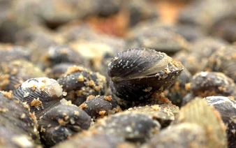 Sun-dried spicy freshwater clams: Vietnam’s Mekong Delta delicacy winning fans online