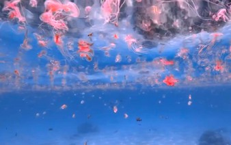Beachgoers warned of Portuguese man-of-wars in Vietnam’s Nha Trang