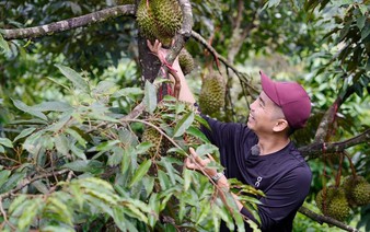 Moving up the value chain: Why deep processing is Vietnam's agricultural lifeline
