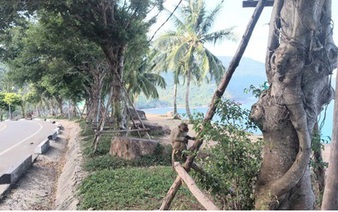 Da Nang cracks down on illegal stalls, monkey feeding on Son Tra Peninsula