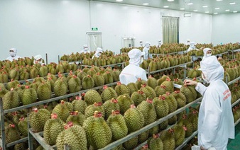India opens doors to fresh Vietnamese durians in major trade win