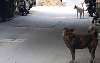 Da Nang to set up facility for impounding stray dogs, cats