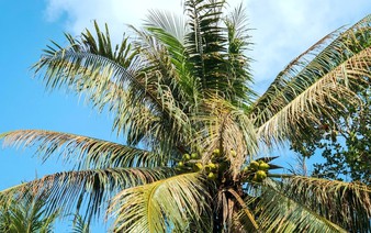 Vietnamese province releases nearly 19,000 earwigs, 44 million parasitic wasps to protect coconut trees