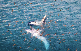 Bryde's whale mother, calf spotted feeding off Vietnam’s Gia Lai coast