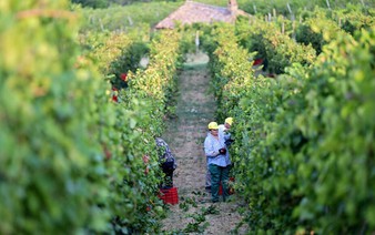French, Italian winegrowers face earliest ever harvest