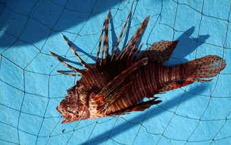 The punk and the bruiser: Invasive species thrive as global warming transforms the Mediterranean 