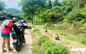 On Da Nang’s Son Tra Peninsula, wild monkeys spoiled by foreign visitors’ love, curiosity