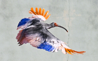 Crested ibis release marks milestone for Japan