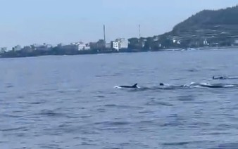 Pod of more than 10 dolphins spotted off Vietnam's Ly Son Island