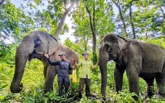Watch elephants in the wild for free at Dak Lak durian festival in Vietnam