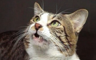 Cats likely identify one another by fatty acids in urine: research