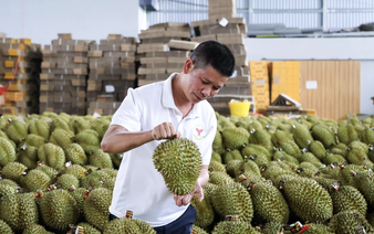 China opens wider door to Vietnamese durian with nearly 600 new code approvals