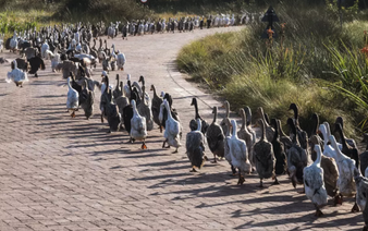 'Duck run' pest control catching on in S.Africa's winelands