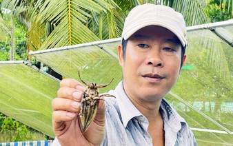 Vietnamese man makes business out of giant water bug farming