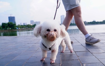 Up to $76 fines for unmuzzled dogs in Vietnam: Who can enforce?