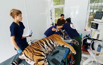 Indochinese tigers at Vietnam's Phong Nha-Ke Bang receive medical care from int'l, local experts
