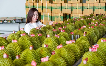 Can India ignite a durian boom for Vietnam? Industry data vs. on-the-ground realities