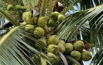 Vietnam's Vinh Long targets $1bn in coconut exports, five processing projects