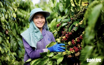 Vietnamese coffee races the clock as EU deforestation deadline looms