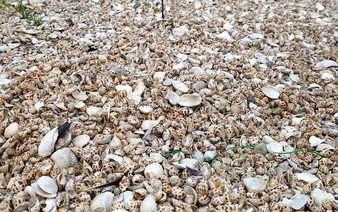 80 tonnes of farmed snails die en masse in central Vietnam