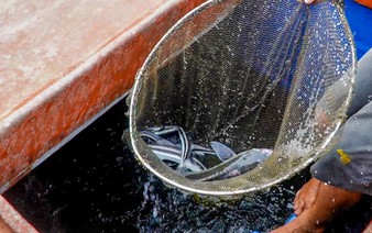 Fish get a unique ‘bath’ on Vietnam’s Tho Chu islands