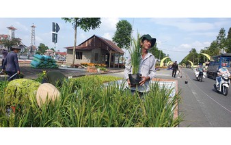 Can Tho grows 25,000 potted rice plants for Vietnam International Rice Festival