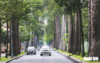 Ho Chi Minh City grapples with what to do about 4,000 aging trees